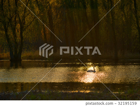 White swan swimming in the water of a cool river 32195159