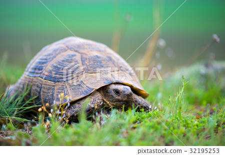 turtle in the grass turtle in the grass 32195253