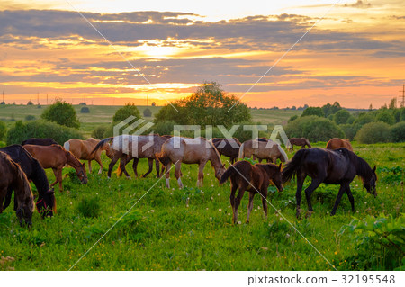 Horses grazing in the meadow at sunset Horses grazing in the meadow at sunset 32195548