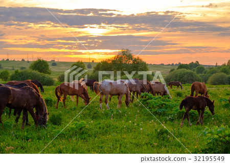 Horses grazing in the meadow at sunset Horses grazing in the meadow at sunset 32195549