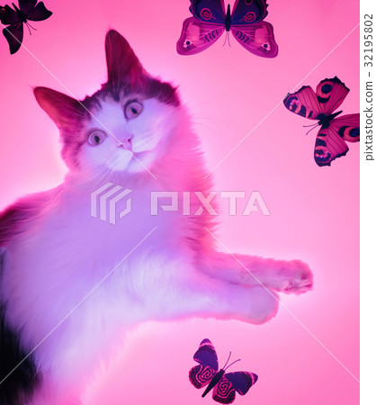 Three pink butterfly, isolated on white background Three pink butterfly, isolated on white background 32195802