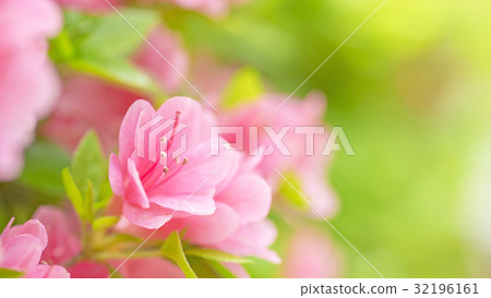 Satsuki 16: 9 32196161