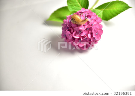 Snail and hydrangea Snail and hydrangea 32196391