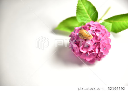 Snail and hydrangea 32196392
