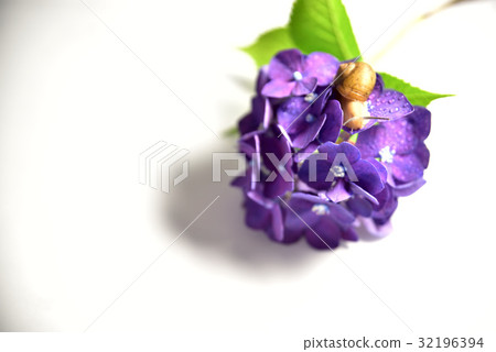 Snail and hydrangea Snail and hydrangea 32196394