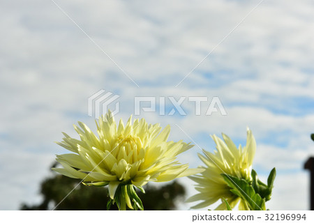 Dahlia Dahlia 32196994