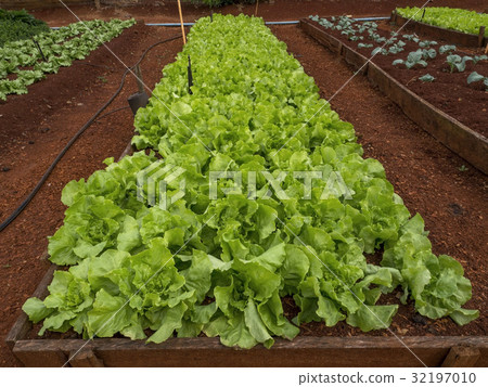 Lettuce Lettuce 32197010