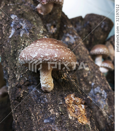 Mushroom Mushroom 32197012