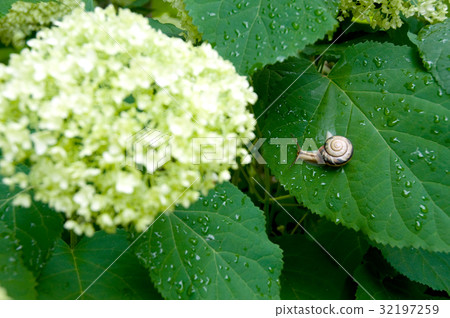 snails snails 32197259