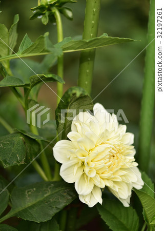 Dahlia Dahlia 32197261
