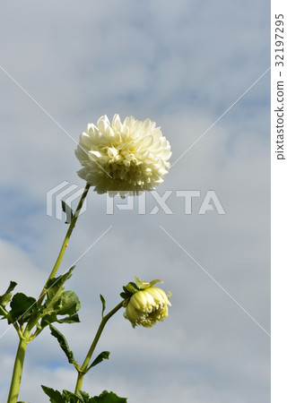 Dahlia 32197295