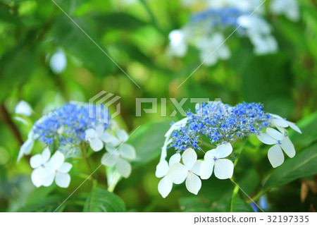 hydrangea   32197335