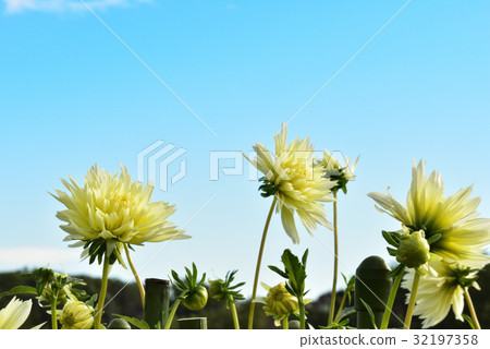 Dahlia Dahlia 32197358