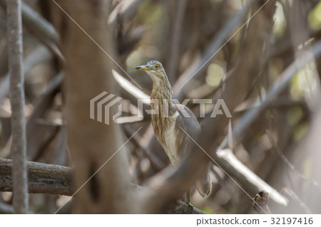 Chinese Pond Heron Ardeola bacchus. 32197416
