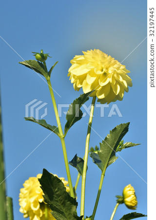 Dahlia Dahlia 32197445