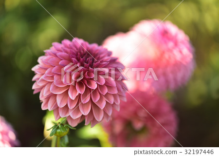 Dahlia Dahlia 32197446