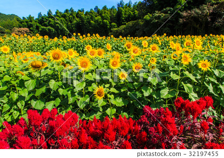 Sunflowers and cockscombs blooming in autumn [Yamada Sunflower Farm, Saga Prefecture] 32197455