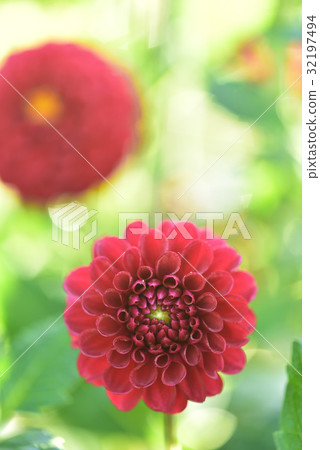 Dahlia 32197494