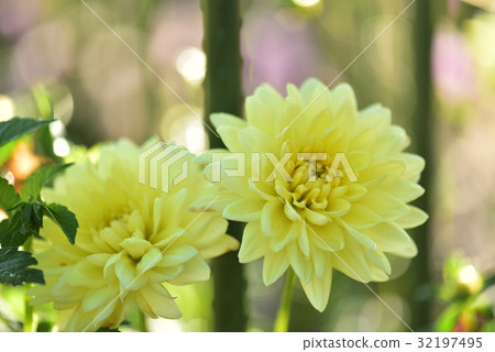 Dahlia Dahlia 32197495