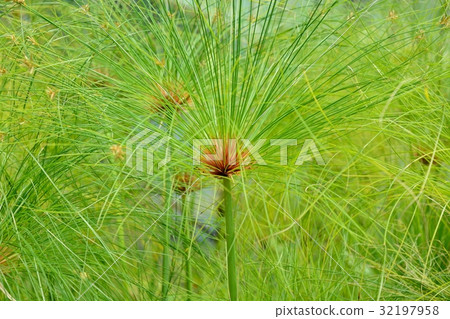 紙莎草 紙莎草 32197958