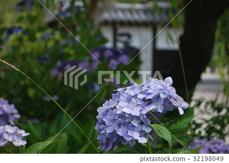 Hydrangea of Matsue City Tsukigaji Shimane prefecture 32198049