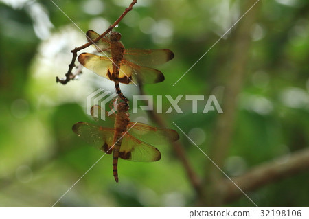 Creatures insects Dermatophago dragonfly, resting in the shade after rain has started Creatures insects Dermatophago dragonfly, resting in the shade after rain has started 32198106