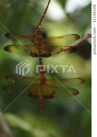 Living things insects dragonfly dragonfly, rain begins and rests in the shade Concatenating merger ① 32198108