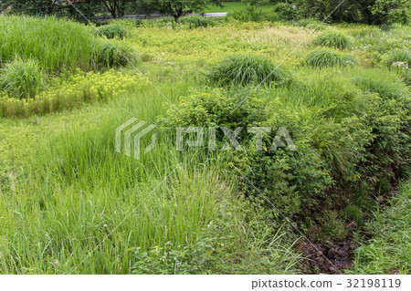 被遺棄的種植區 32198119