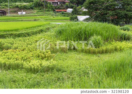 Abandoned cultivation area 32198120