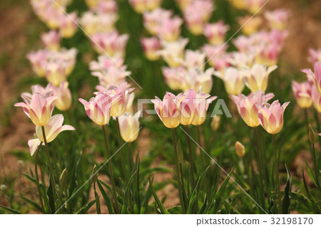 Churupppu 2552 32198170