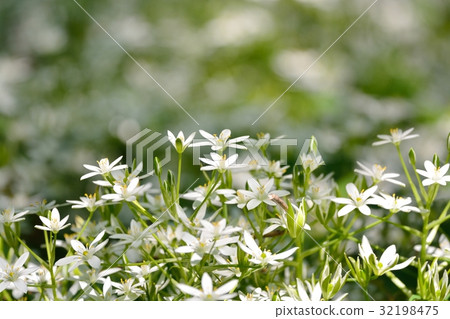 Oohu ama Oohu ama 32198475