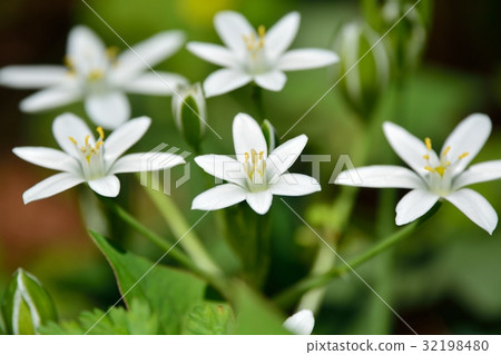 Oohu ama Oohu ama 32198480