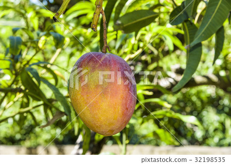 close up of mango fruit on a mango tree 32198535