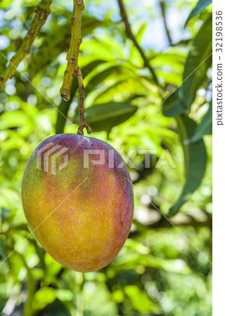 close up of mango fruit on a mango tree close up of mango fruit on a mango tree 32198536
