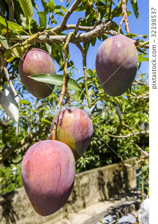 close up of mango fruit on a mango tree 32198537
