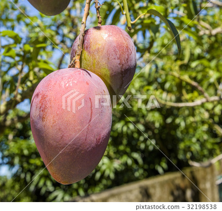 close up of mango fruit on a mango tree close up of mango fruit on a mango tree 32198538