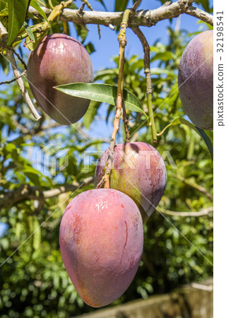 close up of mango fruit on a mango tree 32198541