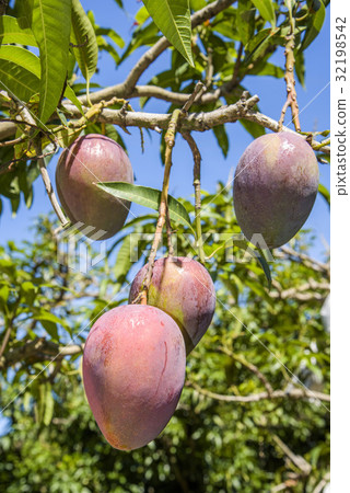 close up of mango fruit on a mango tree close up of mango fruit on a mango tree 32198542