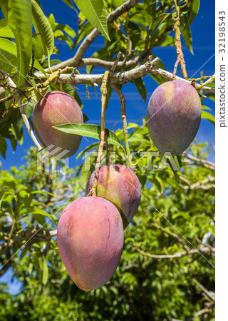 close up of mango fruit on a mango tree close up of mango fruit on a mango tree 32198543