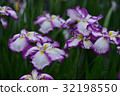 Ayame 32198550