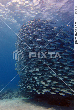 Azumi Saipan 32199015