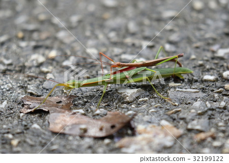 It seems that living things insects Ryukyutinbunna fushi, Okinawa subspecies of Tobinahushi. Okinawa can only see copulation 32199122