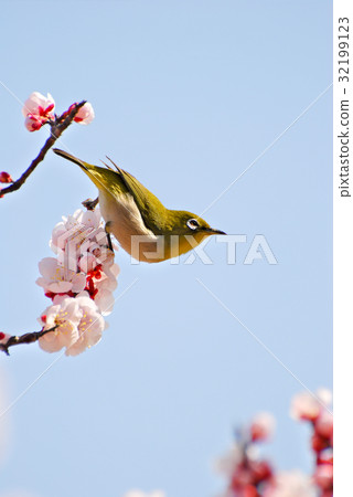 White-eye 32199123
