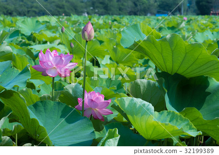 July flower lotus flower 32199389