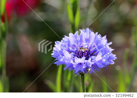 Mugiwaragiku and Hanaab Mugiwaragiku and Hanaab 32199462