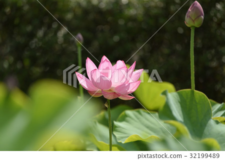 蓮花 蓮花 32199489
