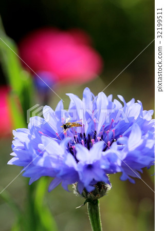 Mugiwaragiku and Hanaab Mugiwaragiku and Hanaab 32199511