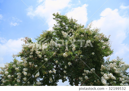 Flower of crape mybs 32199532