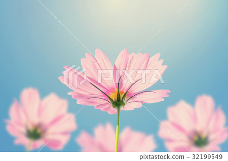 Cosmos flowers blooming in the garden 32199549