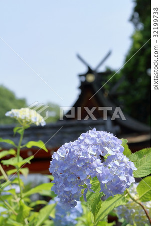 八大寺白居公司春日神社的繡球花 32199738